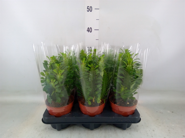 <h4>Euphorbia trigona</h4>