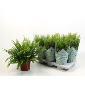 Nephrolepis exal. 'Green Moment'