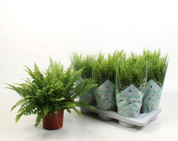 <h4>Nephrolepis exal. 'Green Moment'</h4>