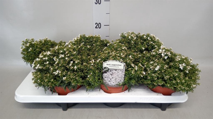 <h4>Iberis semp.</h4>