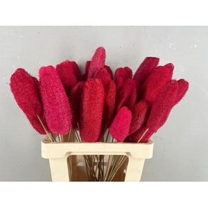 Stick Luffa Red