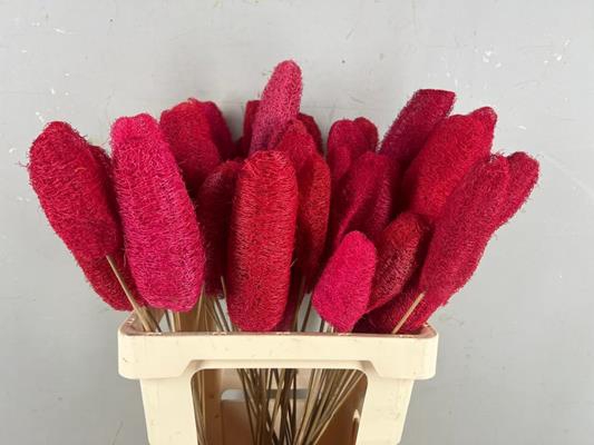 Stick Luffa Red