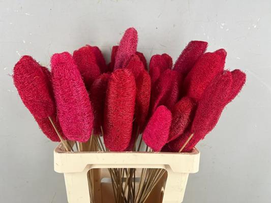 <h4>Stick Luffa Red</h4>