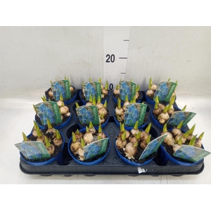 Muscari  'Magic Blue'