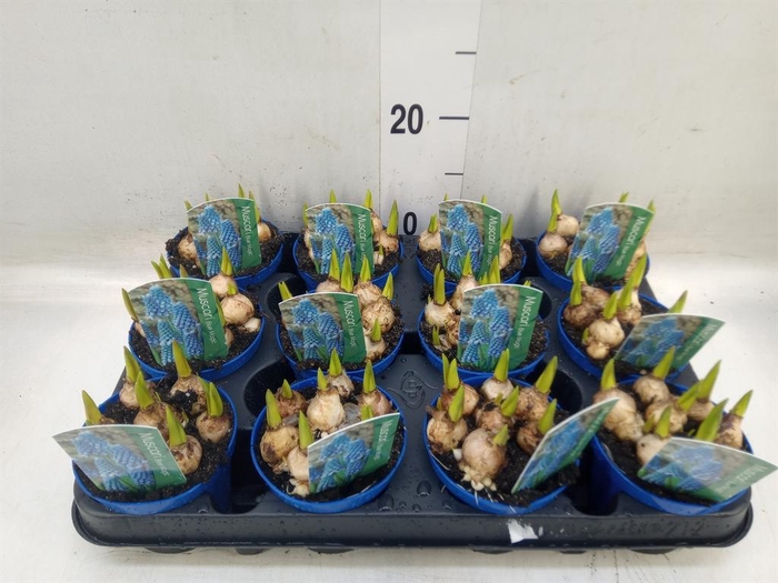 <h4>Muscari 'Magic Blue'</h4>