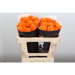 Wax-Rozen Athene Wax Athene Oranje