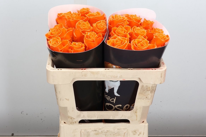 <h4>Wax-Rozen Athene Wax Athene Oranje</h4>