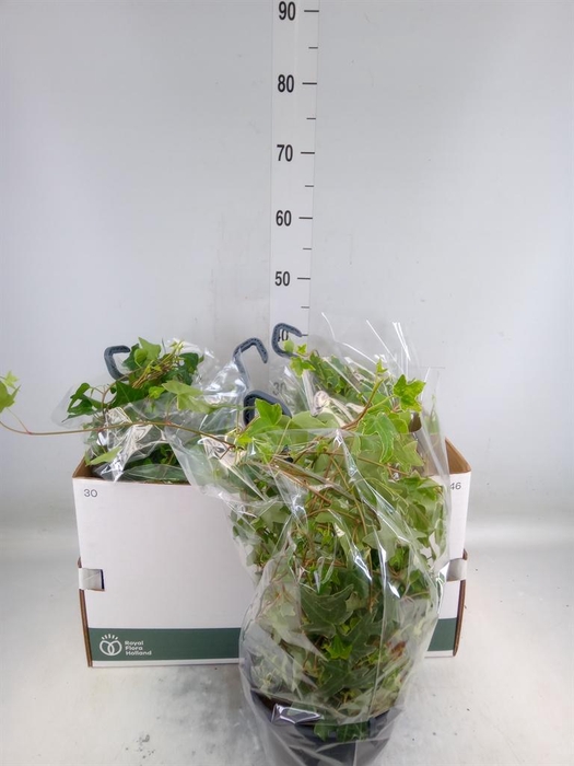 <h4>Hedera   ...mix</h4>