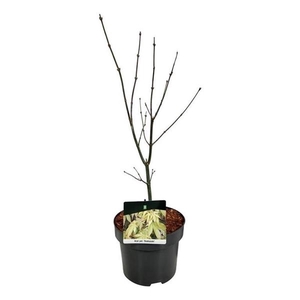 Acer pal. 'Osakazuki'