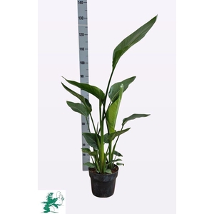 STRELITZIA ALBA