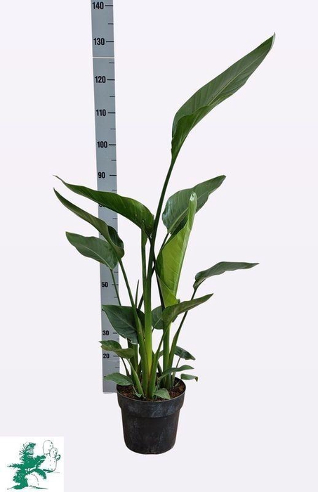 <h4>STRELITZIA ALBA</h4>