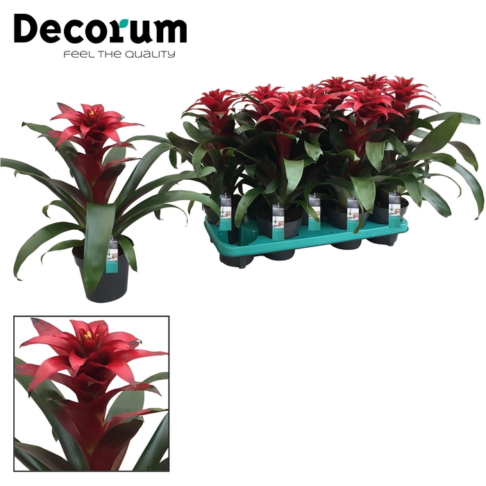 <h4>Guzmania Salinas (Decorum)</h4>