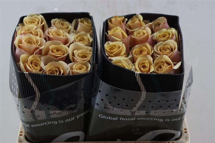 <h4>R Gr Golden Mustard</h4>