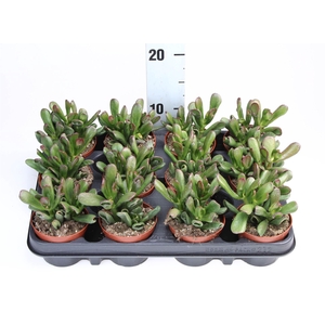 Crassula ovata 'Gollum'