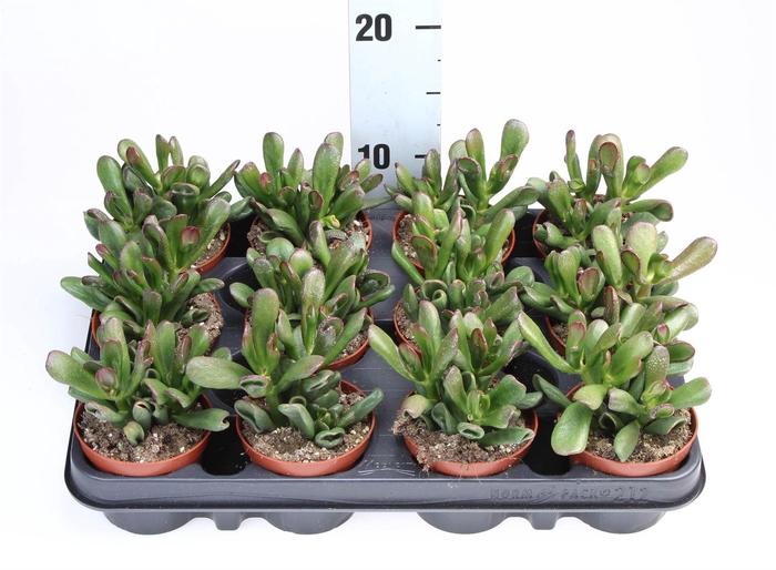 <h4>Crassula ovata 'Gollum'</h4>