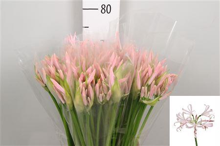 <h4>Ne Bo Sofie</h4>