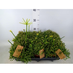 Rhipsalis burchellii