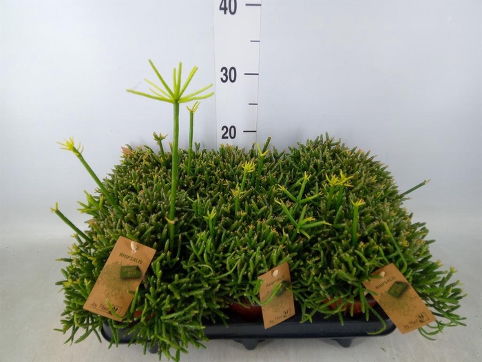 <h4>Rhipsalis burchellii</h4>