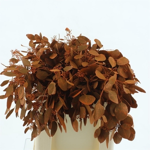 Euca Klb Populus Bes Oranje