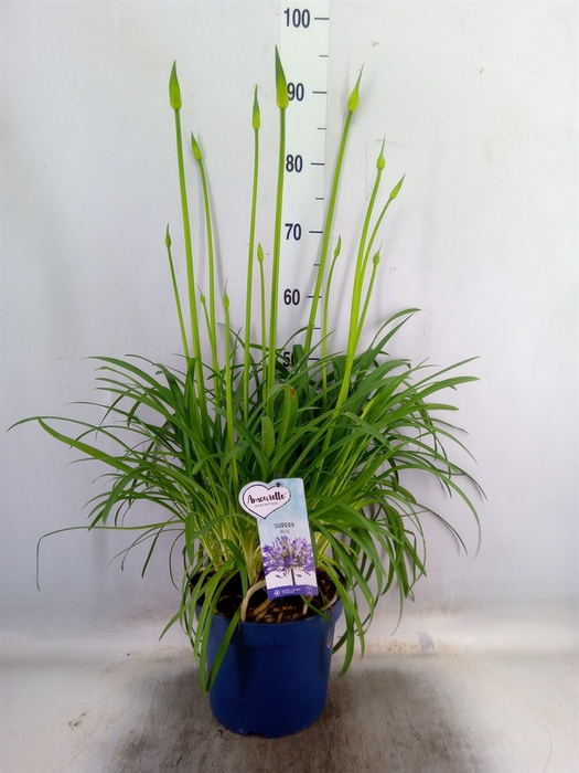 <h4>Agapanthus  'Amourette Superb'</h4>