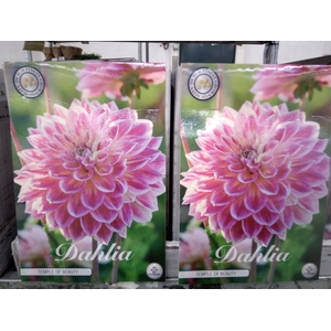 Dahlia   ...flowerbulbs