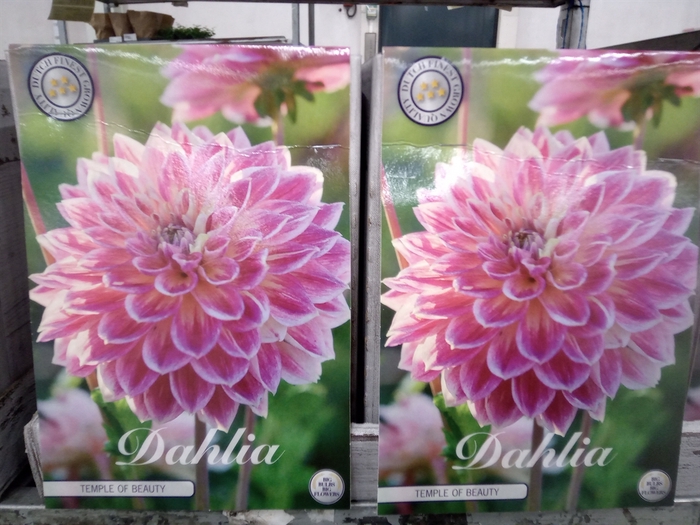 <h4>Dahlia   ...flowerbulbs</h4>