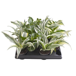 DRACAENA MIX P6 X20