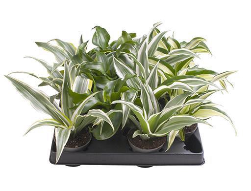 <h4>DRACAENA MIX P6 X20</h4>