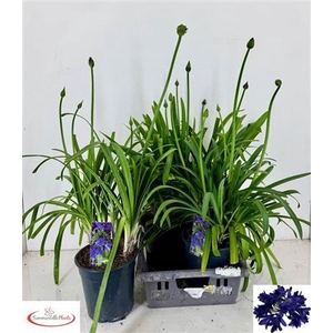 Agapanthus Everpanthus Midnight Sky