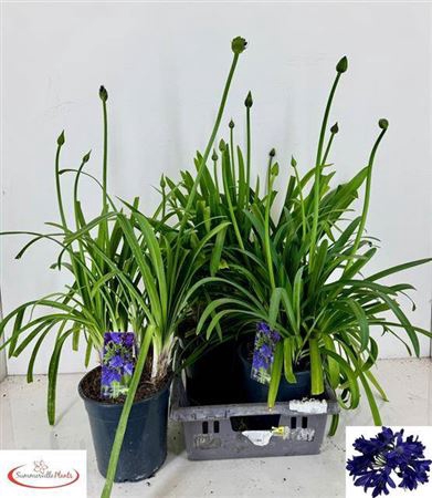 <h4>Agapanthus Everpanthus Midnight Sky</h4>