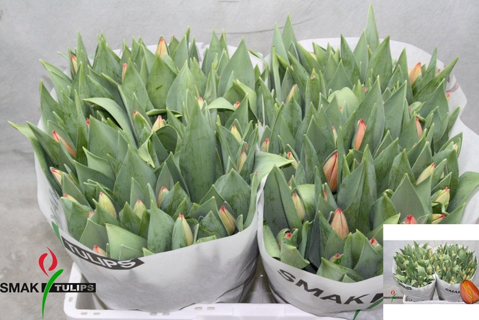 <h4>TU EN AD REM</h4>