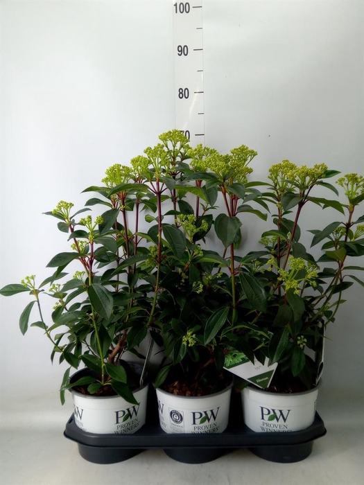 <h4>Viburnum davidii</h4>