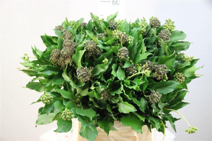 <h4>Hedera Bes Per Bos</h4>