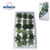 Haworthia Mix (wincx) Cutflower Wincx-8cm