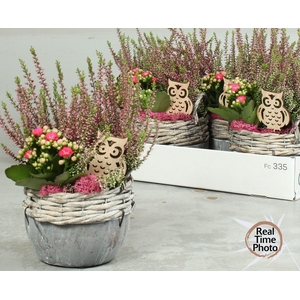 ARR TUINPLANTEN