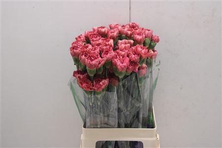 <h4>Di St Doretea</h4>