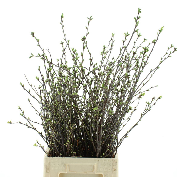 <h4>Kersenbloesem P Bos</h4>