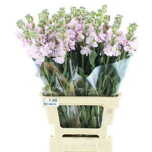 MATTH IRON CHERRY BL