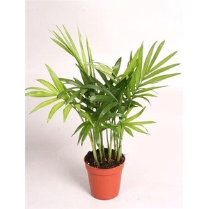 Chamaedorea elegans