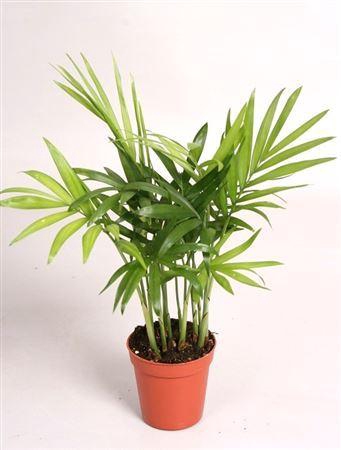 <h4>Chamaedorea elegans</h4>