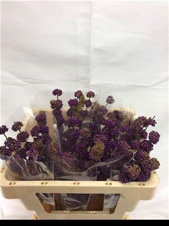 <h4>CALLICARPA GIRALDII</h4>