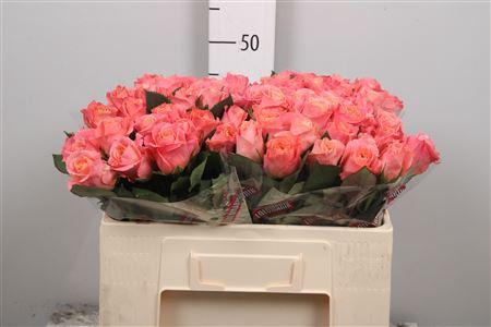 <h4>R Gr Miss Piggy+</h4>