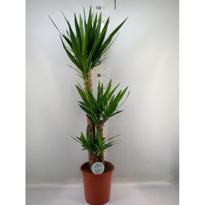 <h4>Yucca   ...</h4>