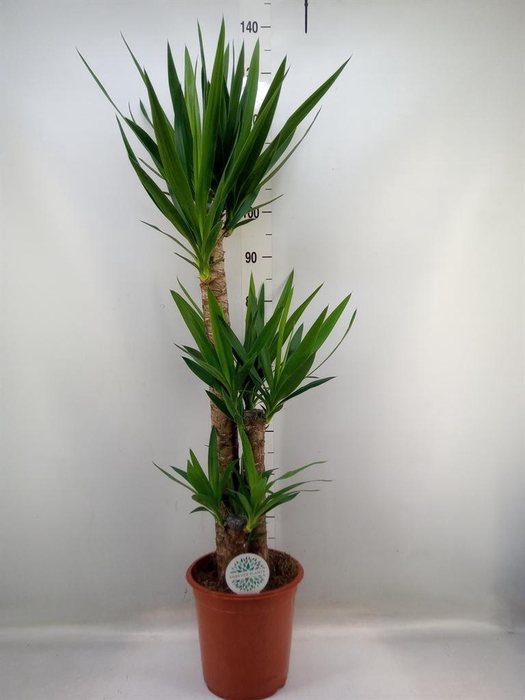 <h4>Yucca   ...</h4>