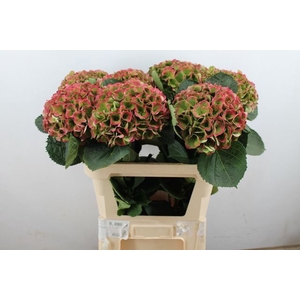 Hydr Magical Opal Classic Koster