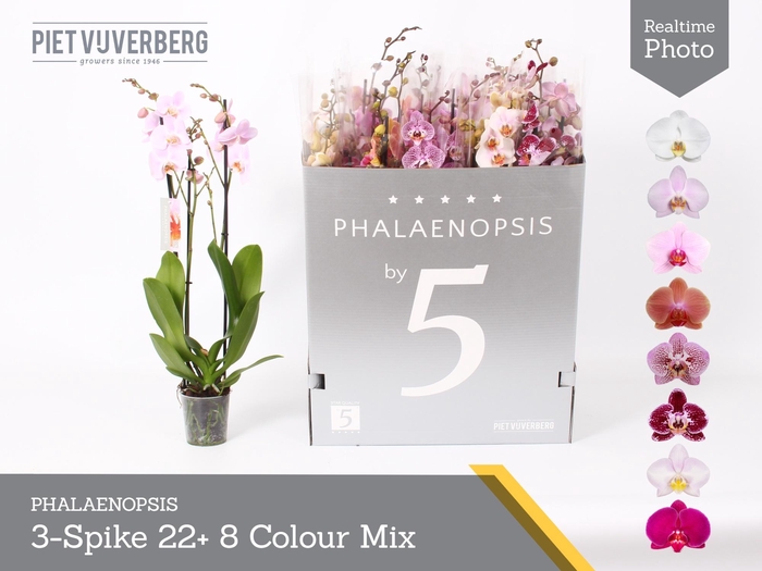 <h4>PHAL GEM 8 KL</h4>