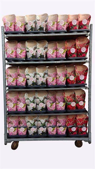 <h4>.Paeonia lactiflora grp gemengd</h4>