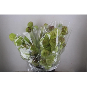 Asclepia Moby Dick Super P Bunch