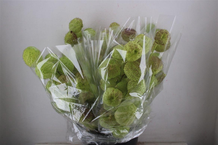 <h4>Asclepia Moby Dick Super P Bunch</h4>