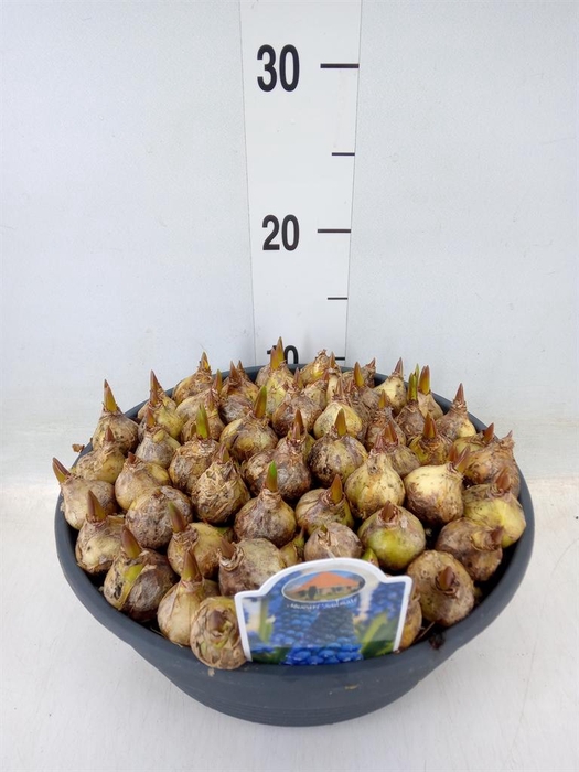 <h4>Muscari   ...</h4>